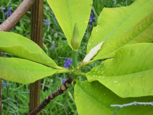 Magnolia ‘Silk Road’ Magnolia tripetala x (M. tripetala x Magnolia obovata)