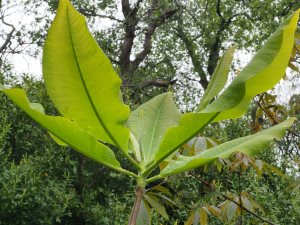 Magnolia ‘Silk Road’ Magnolia tripetala x (M. tripetala x Magnolia obovata)
