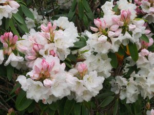 Rhododendron ‘Corona’