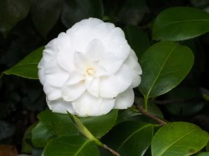 Camellia ‘Mathotiana Alba’