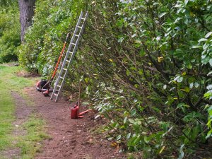 hedge pruning