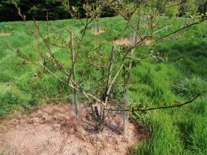 Salix moupinense