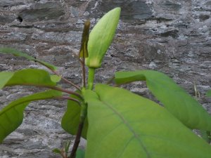 Magnolia fraseri var. pyramidalis