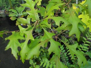 Quercus palustris ‘Flaming Suzy’
