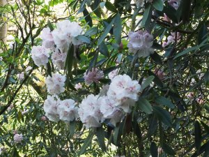 Rhododendron ‘Assaye’