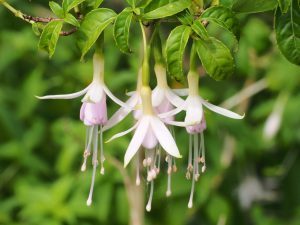 Fuchsia magellanica ‘Alba’