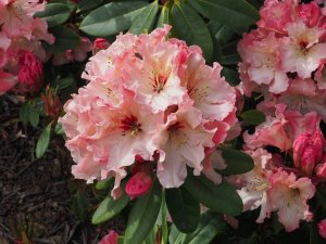 Rhododendron ‘Mrs Furnivall’
