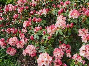 Rhododendron ‘Mrs Furnivall’