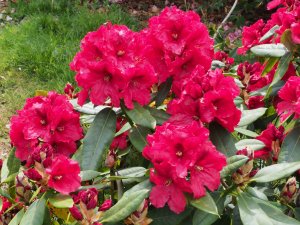 Rhododendron ‘Rabatz’