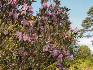 Rhododendron zaleucum