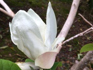 Magnolia x wieseneri