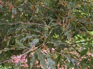 Fagus sylvatica ‘Asplenifolia’?