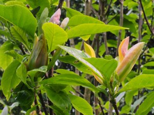 Magnolia x brooklynensis ‘Moonspire’