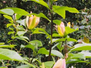 Magnolia x brooklynensis ‘Moonspire’