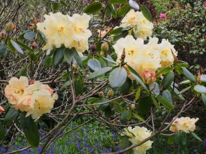 Rhododendron campylocarpum