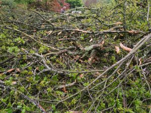 Turkey oak blown over