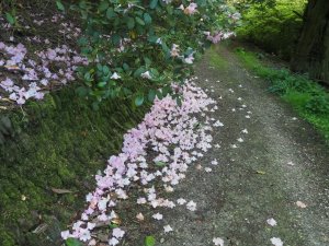 Rhododendron ‘Linda’