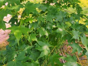 Acer truncatum var. barbinerve