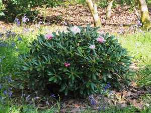 Rhododendron yakusimanum