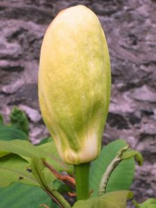 Magnolia fraseri ‘Pyramidalis’