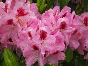 Rhododendron ‘Mrs Furnival’