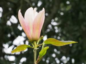 Magnolia ‘Coral Pink’