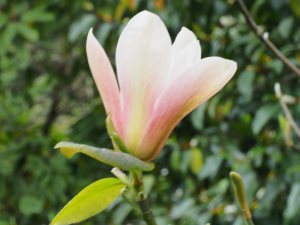 Magnolia ‘Coral Pink’