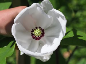Magnolia sieboldii ‘Jersey Belle’
