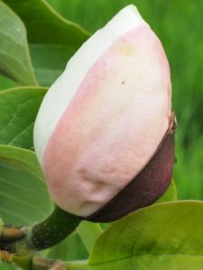 Magnolia ‘Summer Solstice’