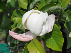 Magnolia ‘Summer Solstice’