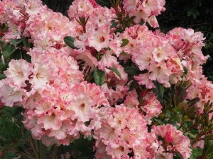 Rhododendron ‘Lem’s Cameo’
