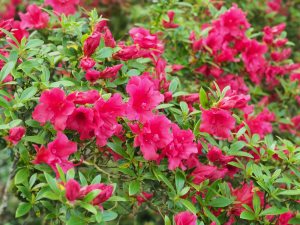 evergreen azalea clump