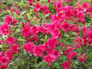 evergreen azalea clump