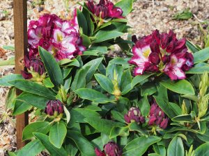 Rhododendron ‘Pushy Purple’