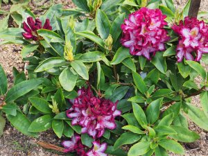 Rhododendron ‘Pushy Purple’