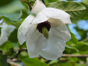 Magnolia sieboldii sinensis