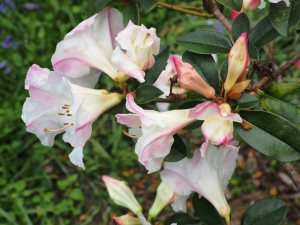 Rhododendron ‘Chip Lima’