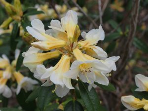 Rhododendron royallii ‘Caerhays Apricot’