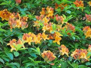 Azalea ‘Annabella’