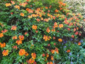 Azalea ‘Annabella’