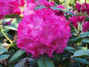 Rhododendron ‘Germania’