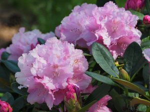 Rhododendron ‘Silberwolke’