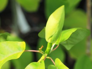 Magnolia fraseri ‘Pyramidalis’