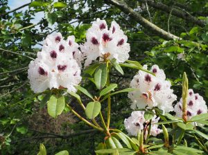 Rhododendron ‘Sappho’