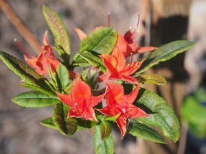 Rhododendron (Azalea) calendulaceum ‘Sandling orange-red form’