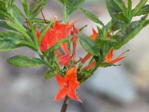 Rhododendron (Azalea) calendulaceum ‘Sandling orange-red form’