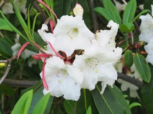 Rhododendron griffithianum