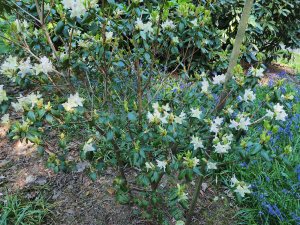 rhododendron species