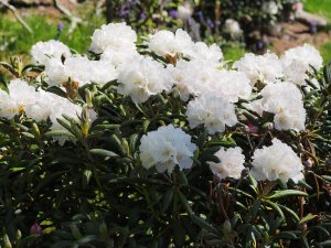 Rhododendron yakusimanum