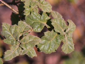 Quercus hypoxantha